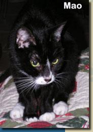 mao