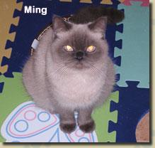 ming