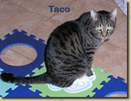 taco